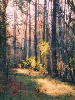 Xiaomi forest