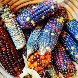 Glass corn