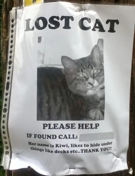 Lost Cat. Lost Cat poster. Тамала Lost Cat. Плакаты кошачий корм. My cat now