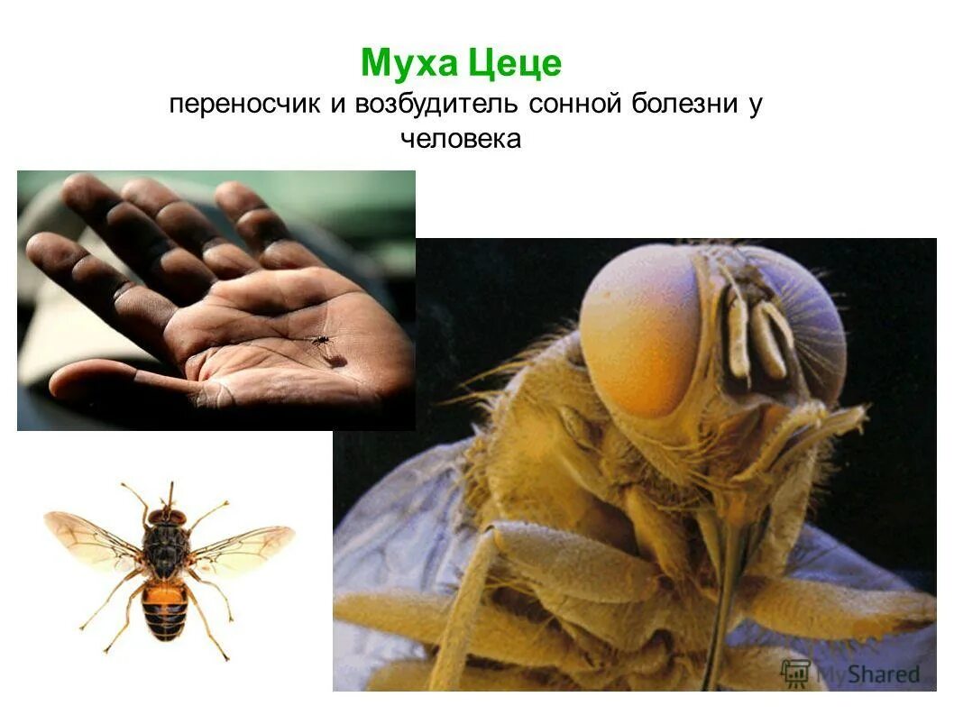 Муха цеце природная зона. Муха цеце переносчик. муха це-це переносчик. муха цеце сонная болезнь.