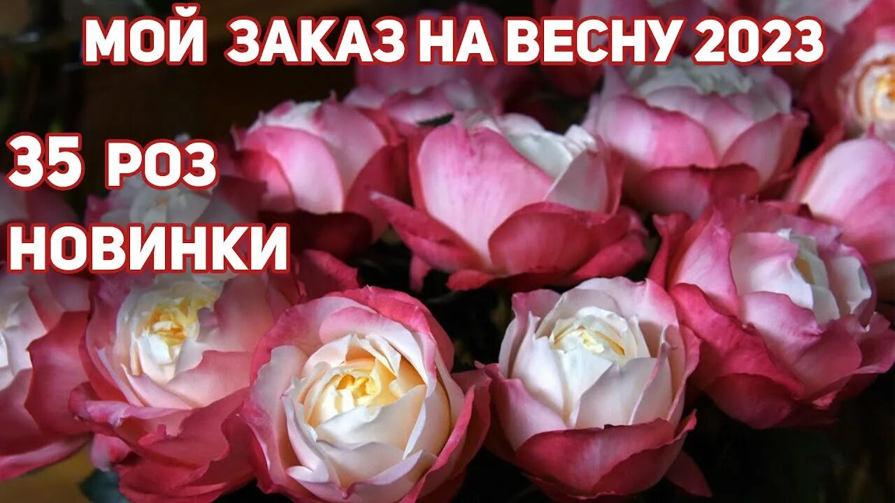 Питомник меховских. Заказ роз на весну 2025. Бутримовых питомник роз. Бутримовых питомник роз. Заказ роз на весну 2025.