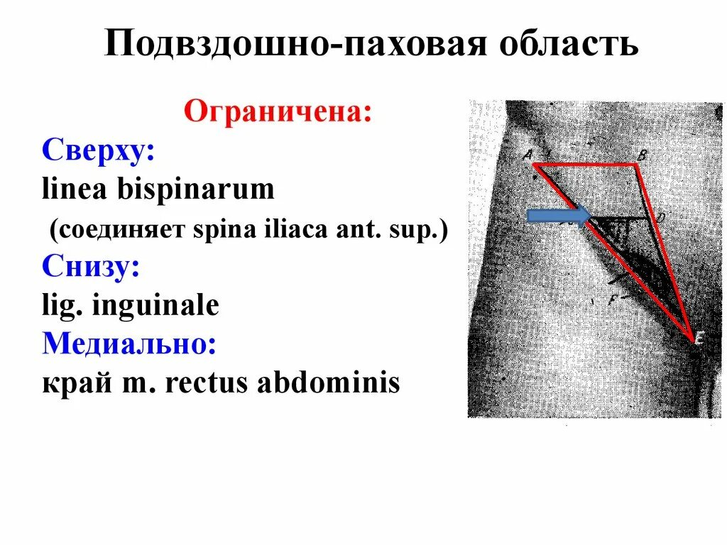 Паховая складка у мужчин. Топография паховой области топографическая анатомия. Паховый промежуток топографическая анатомия. Паховый треугольник схема. Анатомия подвздошно-паховой области.