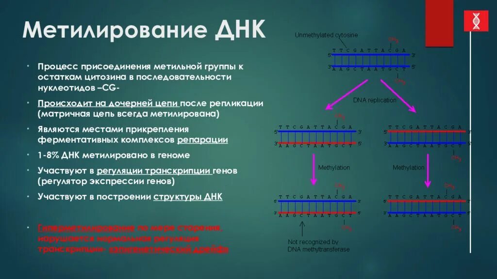 Днк после смерти. Метилирование ДНК. Механизм метилирования нуклеотидов. Группа ДНК. Схема метилирования ДНК.