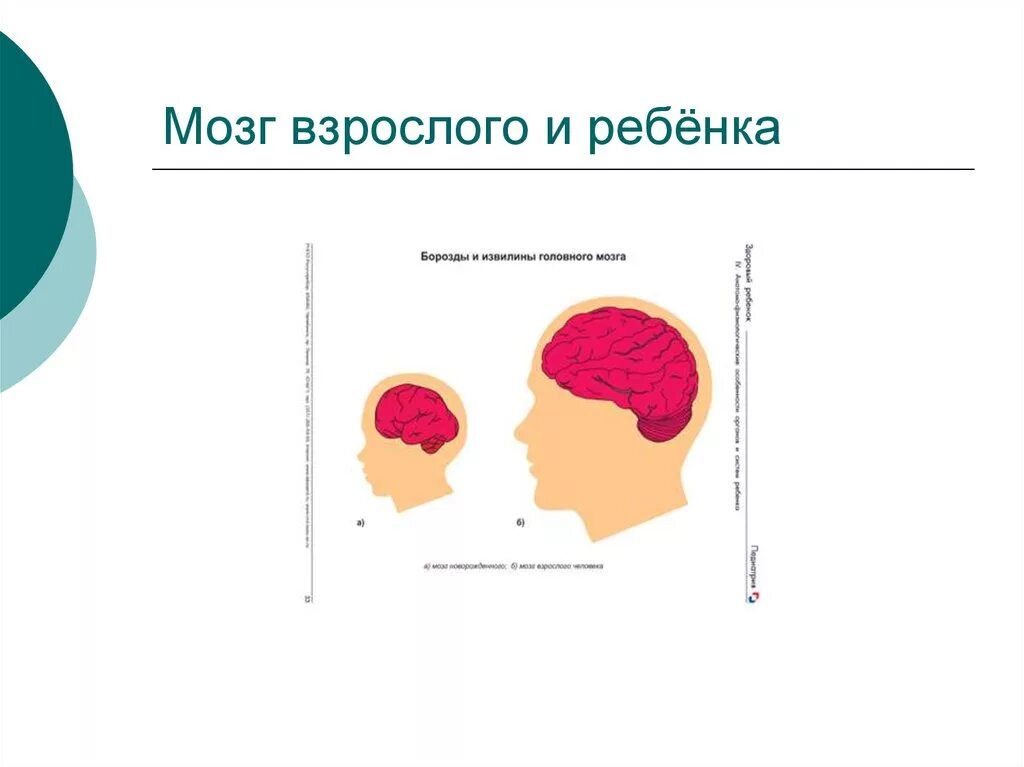 Мозг ребенка и взрослого. Головной мозг ребенка и взрослого. Головной мозг ребенка. Мозг ребенка и мозг взрослого.