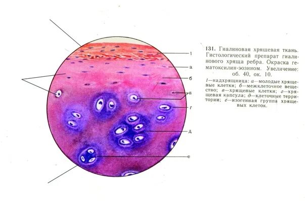 Расположение клеток гиалинового хряща