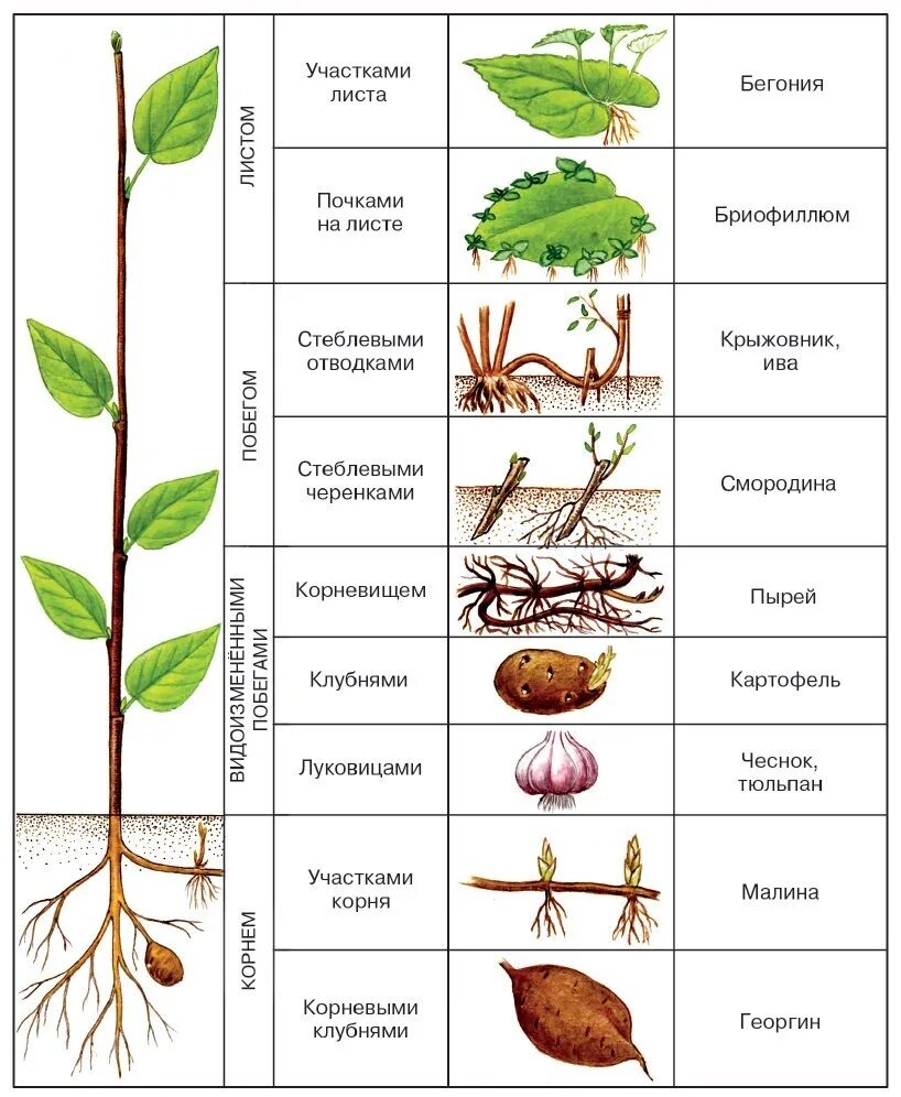 Пример примера иллюстрации в егэ. Вегетативное размножение растений таблица. Вегетативное размножение цветковых растений таблица. Вегетативное размножение растений схема. Биология вегетативное размножение цветковых растений.