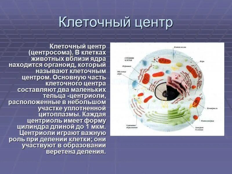 Местоположение клетки