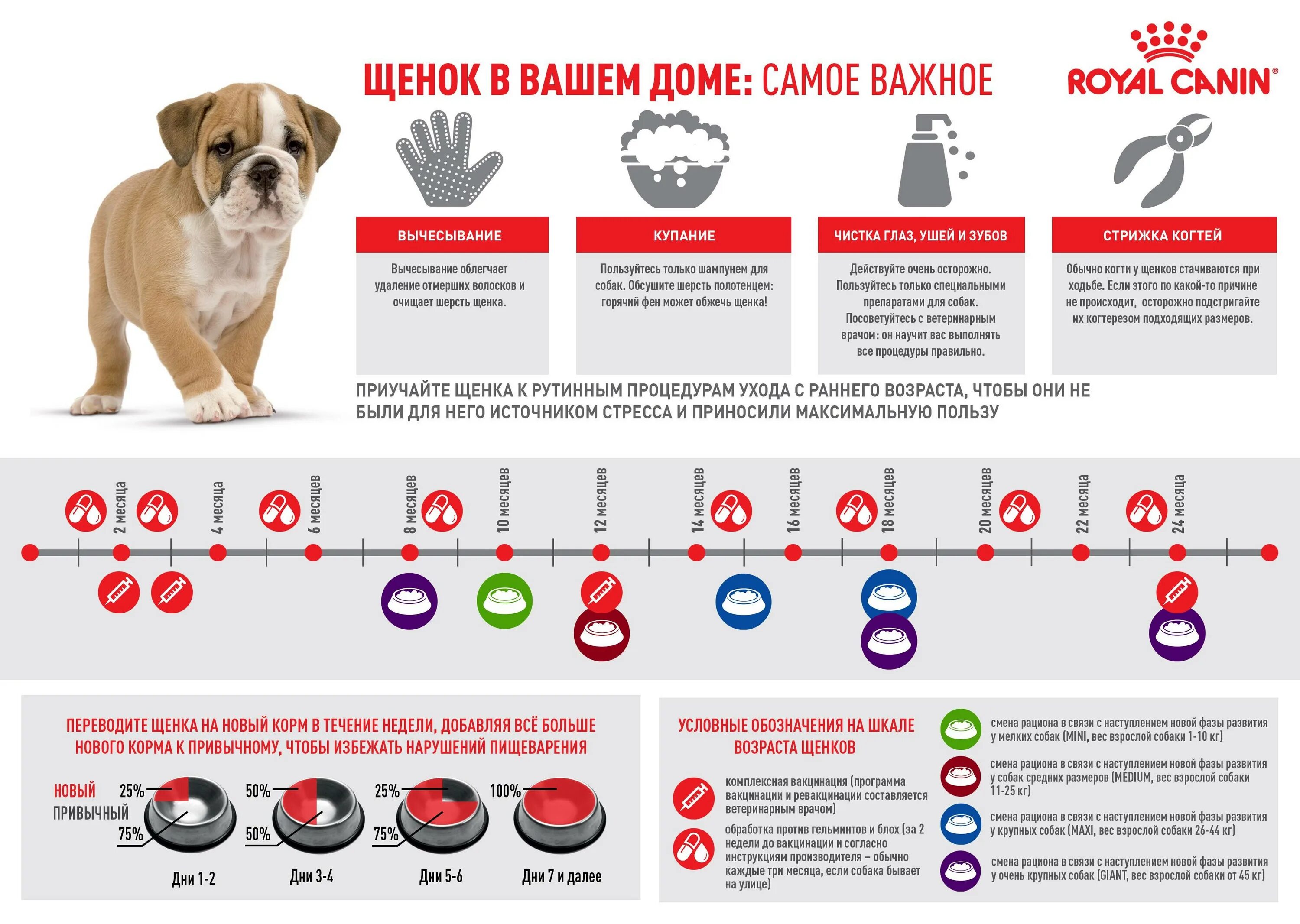 Сколько нужно есть собаке. График вакцинации щенков лабрадора. Какие прививки надо делать собаке до 1 года. Прививки для щенка хаски 2 мес. Прививки щенкам по возрасту таблица.