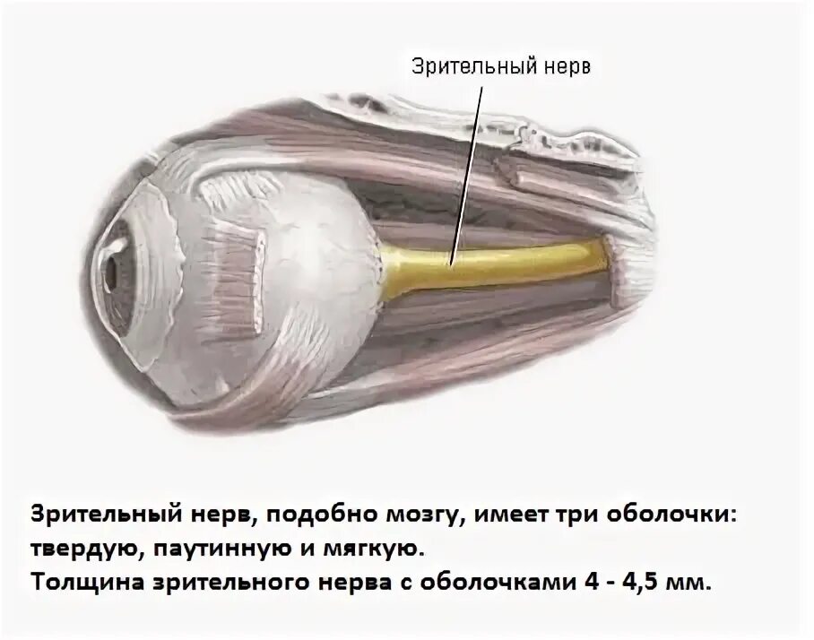 Топография зрительного нерва анатомия. Зрительный нерв нерв анатомия. Перекрест волокон зрительного нерва. Строение зрительного нерва глаза. Два зрительных нерва