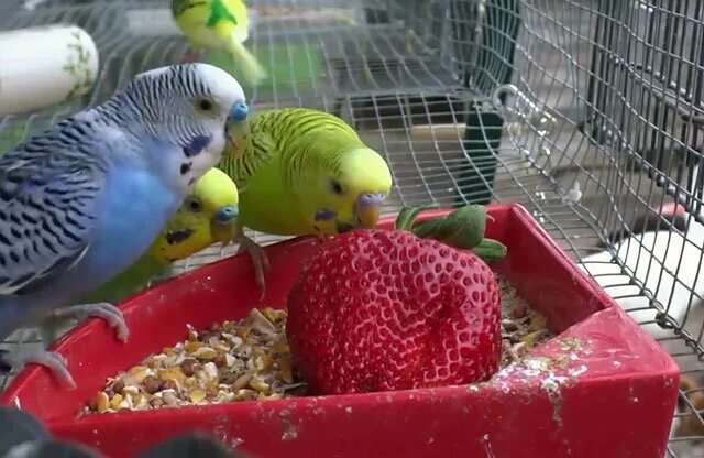 Можно попугаям клубнику. Волнистый попугайчик. Еда для попугаев волнистых. Кормление волнистых попугаев. Что едят волнистые попугаи.