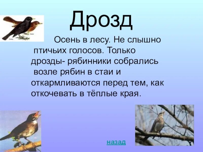 Птиц не было слышно потому что. Дрозд картинка с описанием. Дрозд описание птицы. Сообщение про дрозда. Доклад про дрозда.