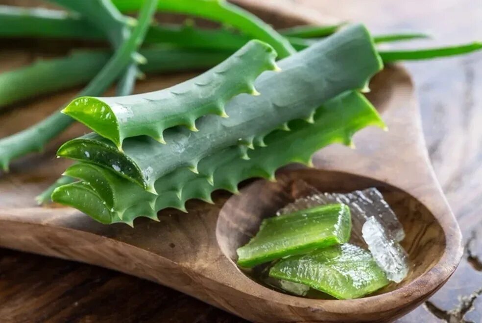 Алоэ 2 мл. Алоэ гарипензис. каланхоэ алоэ вера. алоэ вера aloe vera. алоэ десконигса.