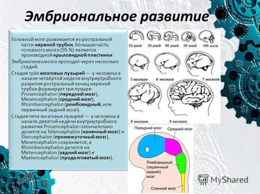 Эмбриогенез головного мозга схема. Стадии развития головного мозга человека анатомия. Источники эмбрионального развития головного мозга. Изобразите схему развития головного мозга человека.
