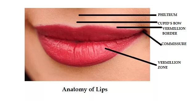 Вермилион губы анатомия. Верхний Вермилион губы. Верхний край губы