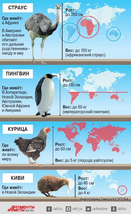 Страус место обитания на карте. Место обитания страусов. Ареал обитания страусов карта. Места обитания страусов на карте.