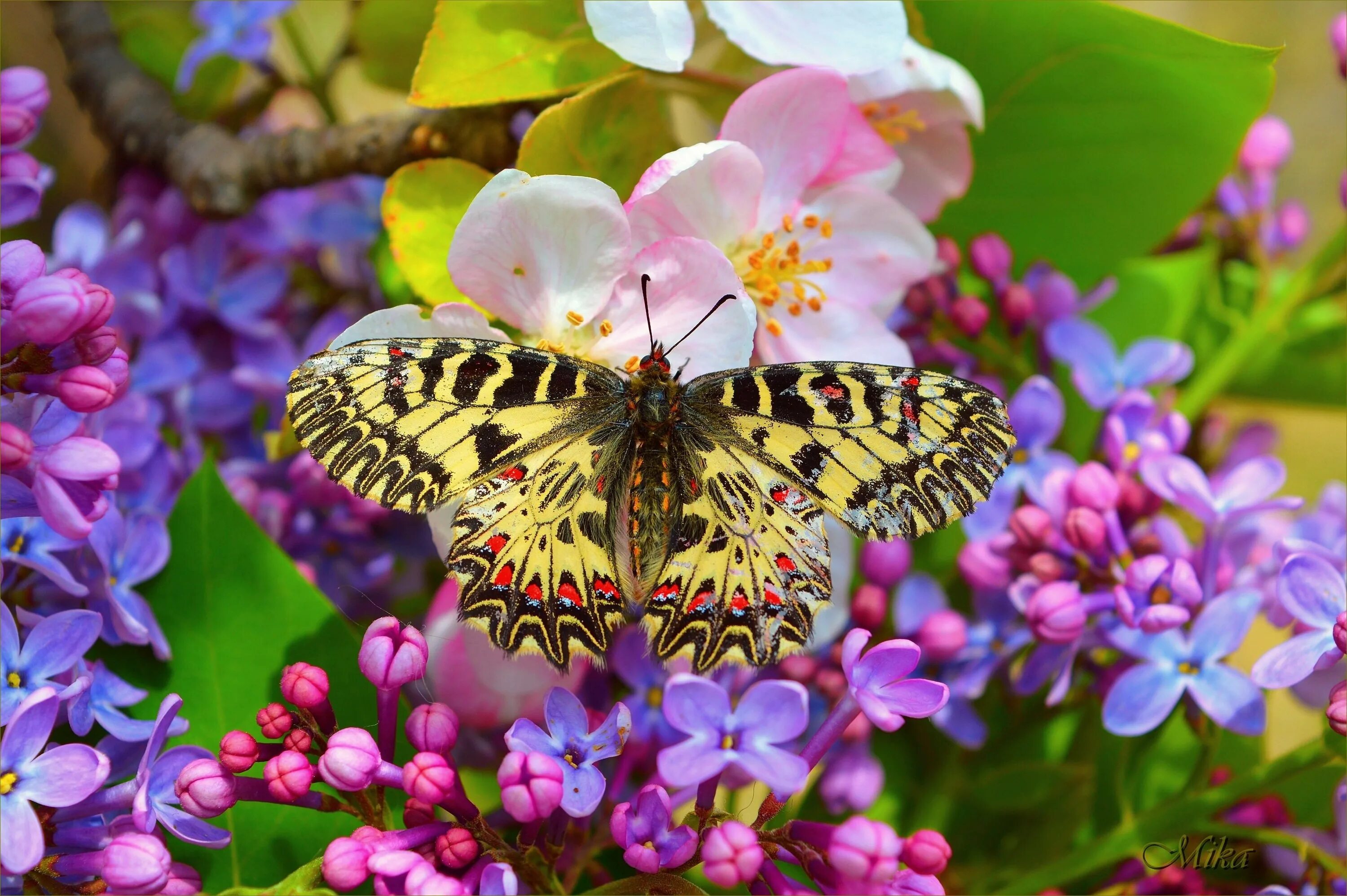 Бабочки. Бабочка на цветке. Красивые бабочки на цветах. Бабочки весной картинки