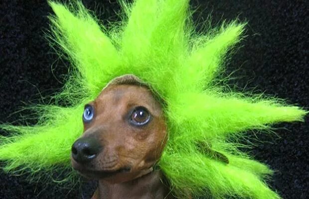 d2e49cb286a72416fe549b7c464aebf9 Cute dogs, Cute animals, Pets