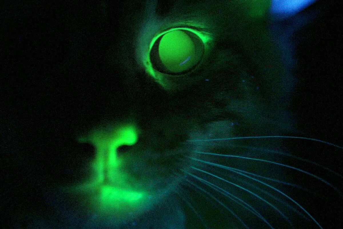 линзы с фосфором. у кошки светятся глаза в темноте. линзы светятся в темноте. горящие глаза в темноте. светящиеся глаза.