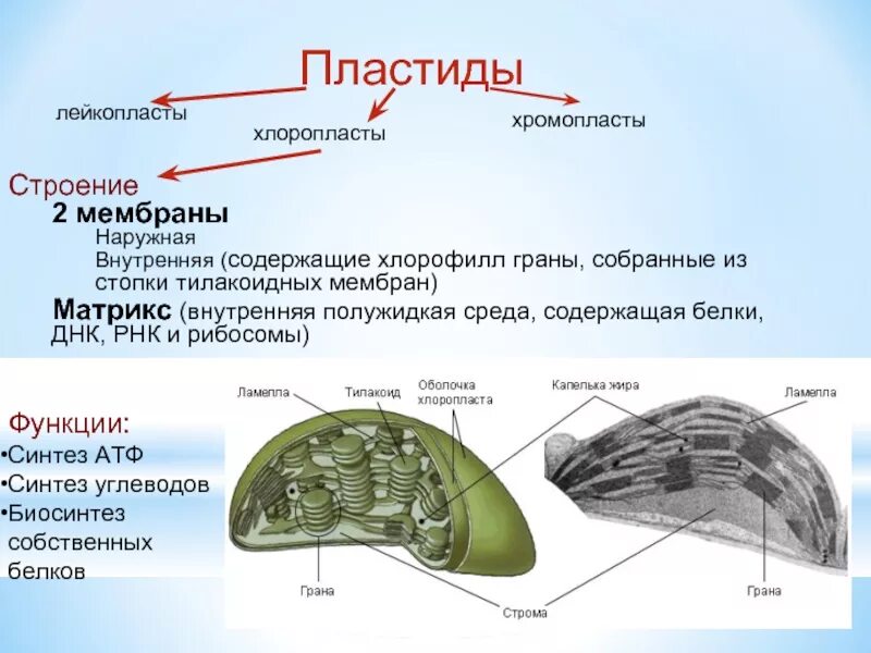 В каких клетках расположена основная масса хлоропластов. Пластиды хлоропласты хромопласты лейкопласты. Тилакоидные мембраны. Функция внешней мембраны хлоропластов. Наружная мембрана пластид.