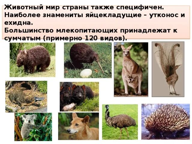 Почему яйцекладущие и сумчатые сохранились в основном. Яйцекладущие и сумчатые животные. яйцекладущие млекопитающие. сумчатые и яйцекладущие животные австралии. к яйцекладущим млекопитающим относится.