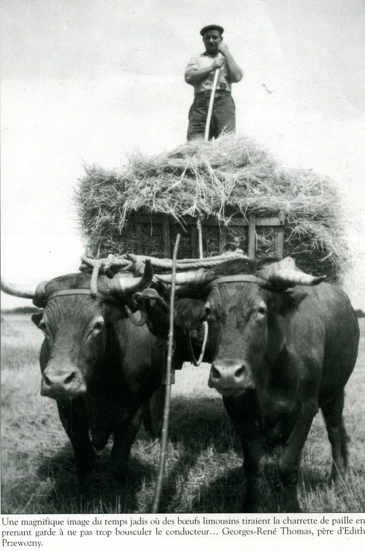 Запряженный бык. Пашут на коровах. Тягловые волы. Старого вола. Земледелие донских казаков 19 века.
