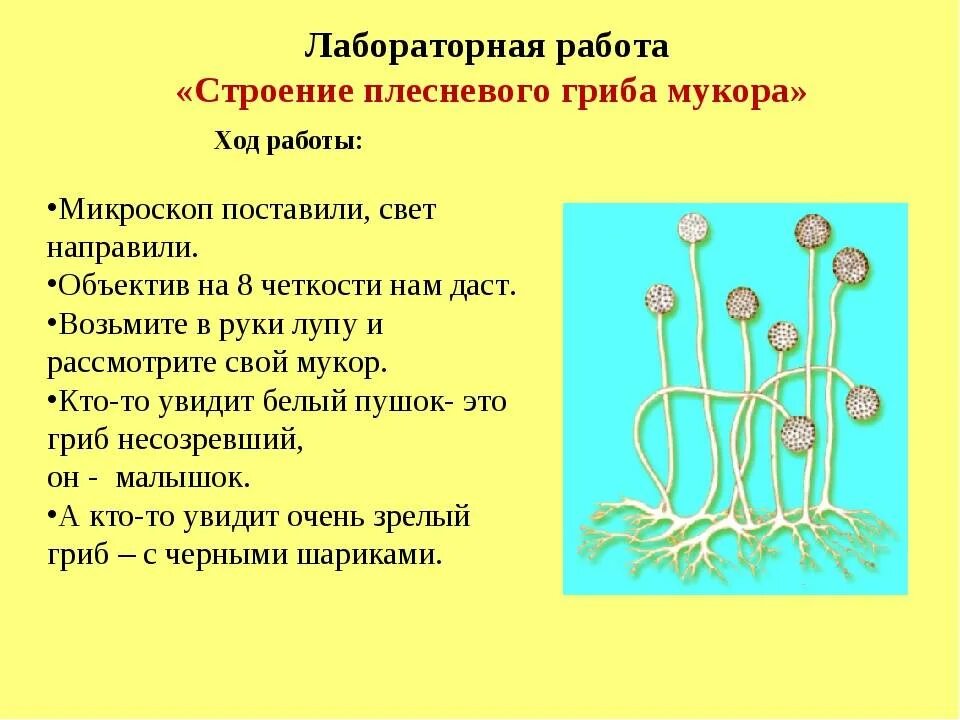 Каково значение мукора в жизни человека. Строение плесневого гриба мукора. Цикл развития гриба мукора. Строение гриба мукора 5 класс биология. Плесневый гриб мукор 5 класс биология.