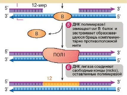 Матричные процессы днк