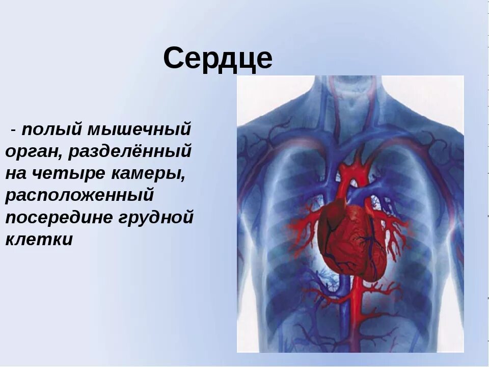 Сердце человека литература. Строение сердца человека. Сердце это кратко. Сердце человека кратко.