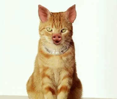 Cat pig