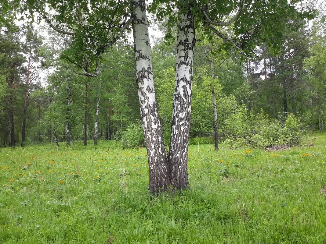 Березки 2 купить. Тайга береза Красноярского края. Береза в тайге. Две березы. Береза Таежная.