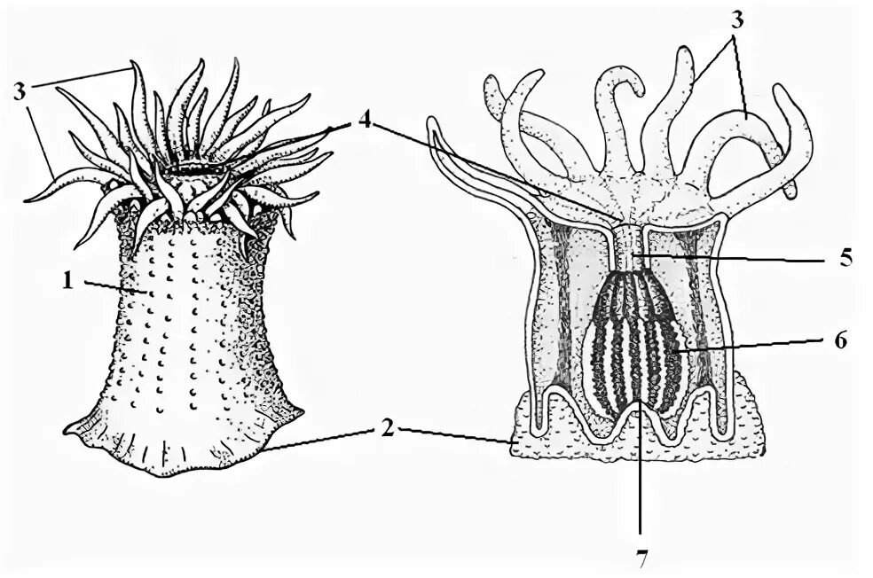 Шестилучевые коралловые полипы. Актиния строение. Строение коралловых полипов схема. Коралловые полипы актиния.