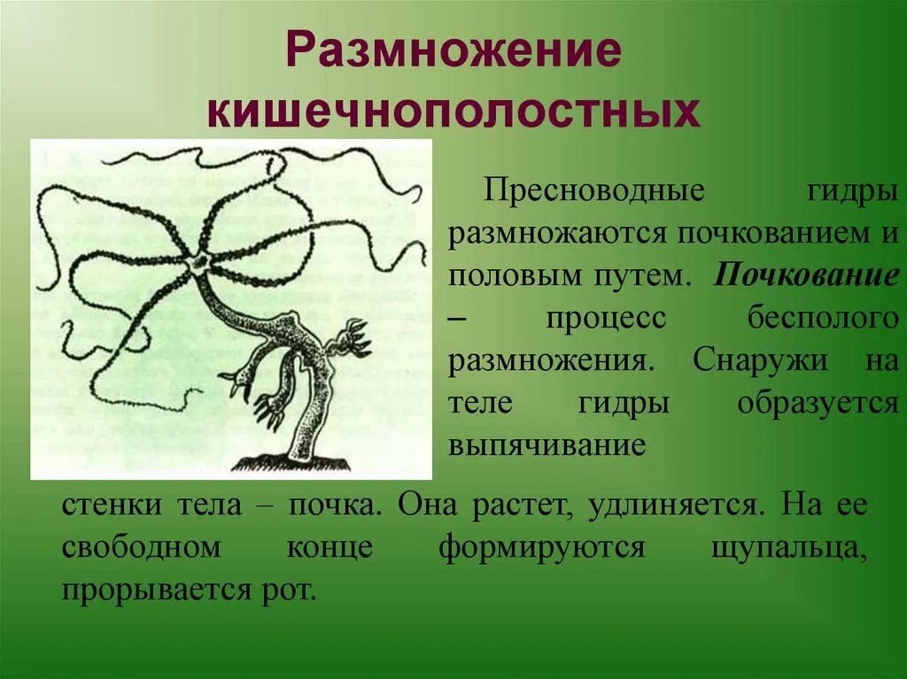 Гидра пресноводная форма размножения. Бесполое размножение кишечнополостных. Кишечнополостные гидра почкование. Бесполое размножение пресноводной гидры. Почкование гидры схема.