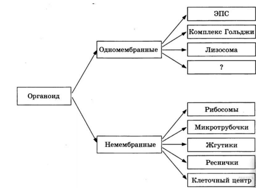 Рассмотрите предложенную схему классификации органоидов. Рассмотрите предложенную схему. Запишите. Рассмотрите предложенную схему строения и функций клетки. .. Биологические термины.