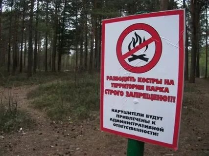 В лесу не ездят