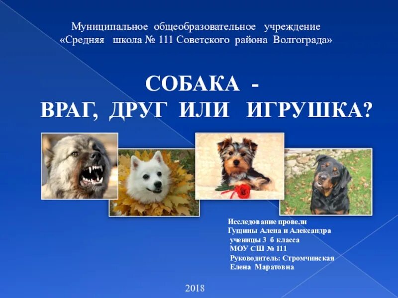 Собака друг человека сочинение. Собаки лучшие друзья человека. Зарождение дружбы человека и собаки. Собака друг человека презентация. Рассказ собака друг человека.