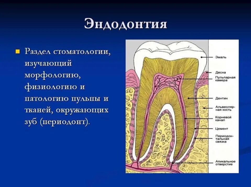 Эндодонтия в стоматологии. Пульпа зуба анатомия зуба. Эндодонтическая анатомия зубов. Эндодонт строение.