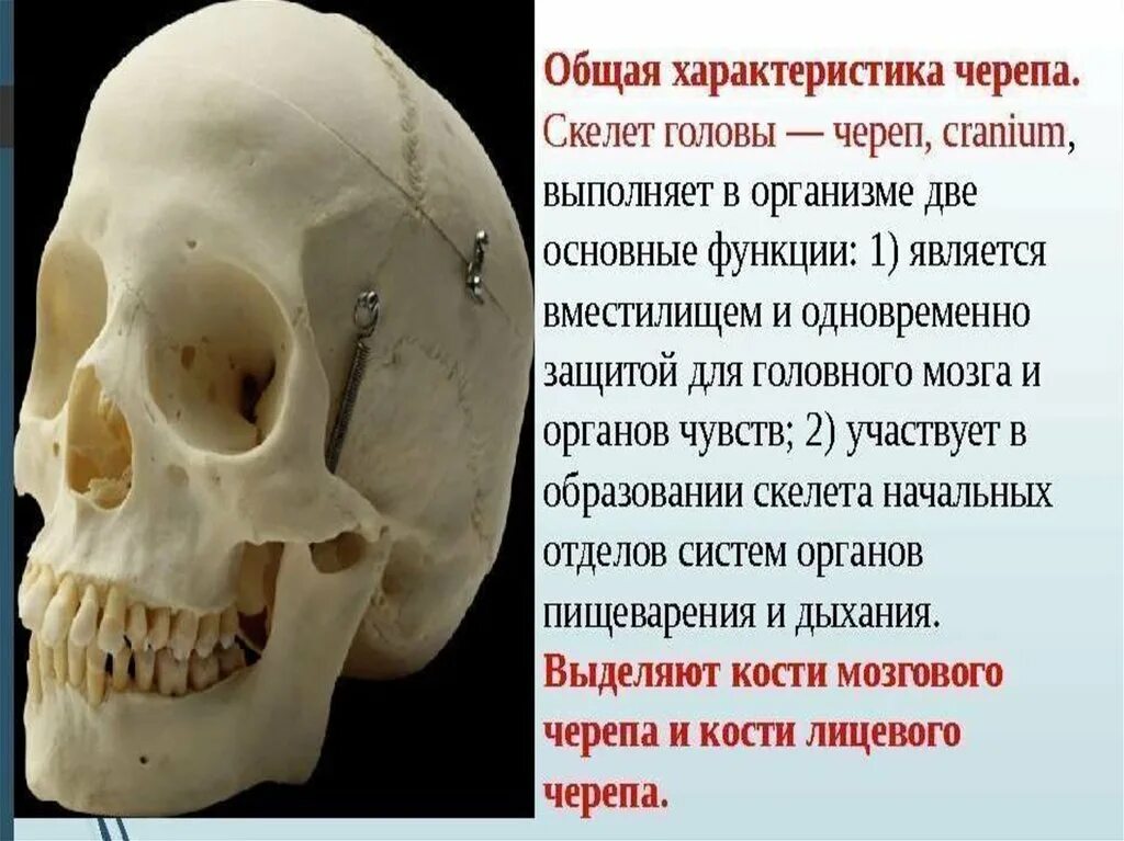 Полости в костях черепа. Осевой скелет череп. Кости лицевого черепа. Кости лицевой части черепа.