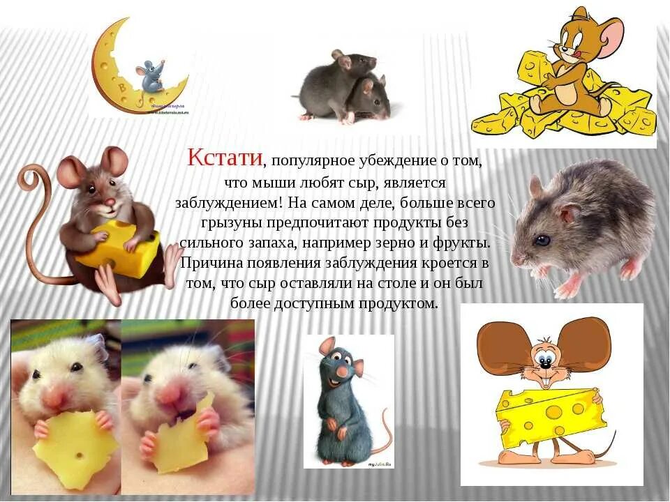 Мышь прилагательное