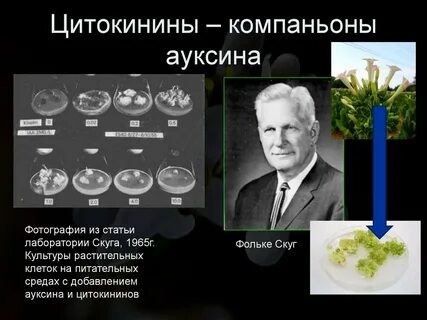 Эксперименты с гормонами