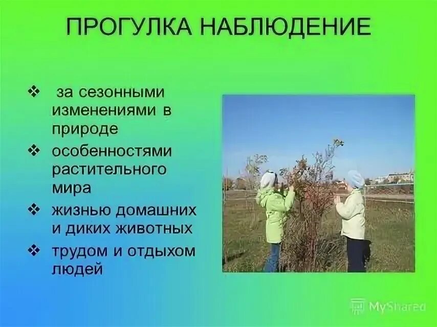 Прогулка наблюдение за цветами. Наблюдения за сезонными изменениями в природе. наблюдение на прогулке. сезонные изменения в природе летом. наблюдение за сезонными изменениями в живой природе главная мысль.