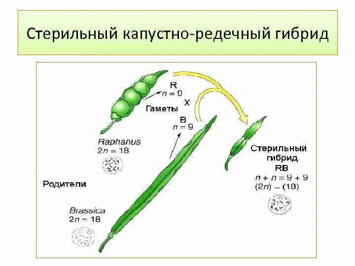 Межвидовые гибриды стерильными. Капустно-редечный гибрид Карпеченко. Опыт Карпеченко капустно редечный гибрид. Капустнол редечныйгибрид Карпеченко. Стерильный капустно редечный гибрид.