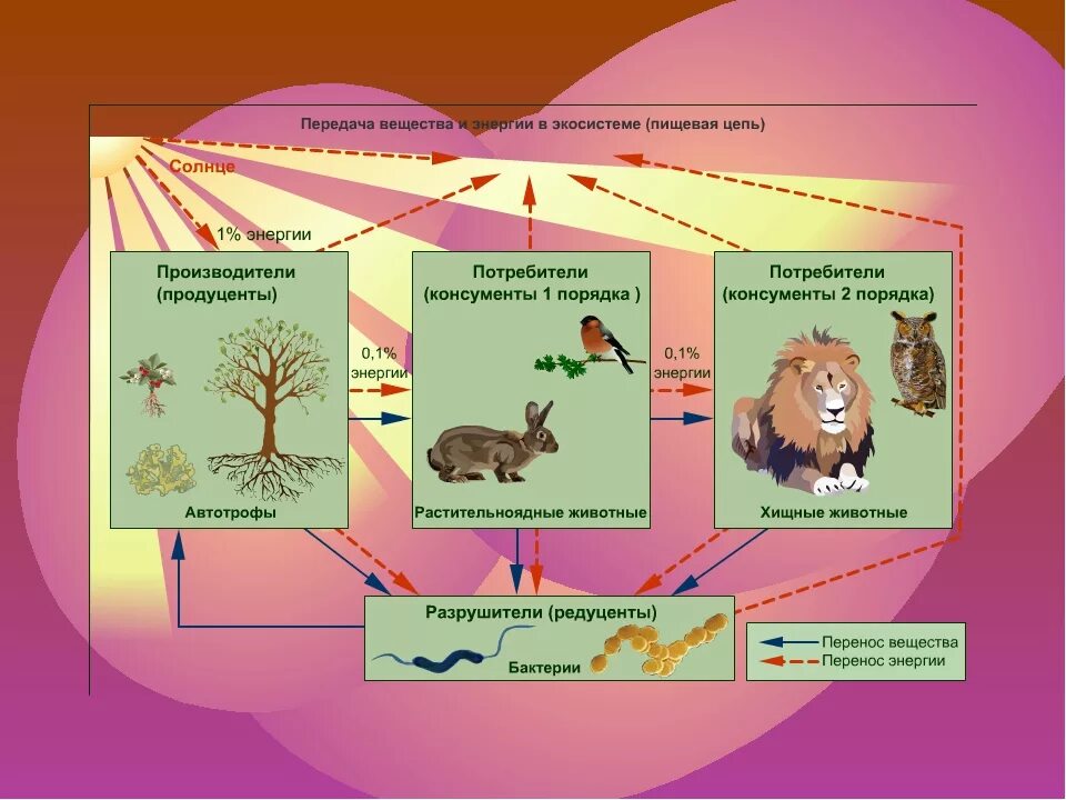 Производители органических веществ в природном сообществе называются. Пищевая цепочка. Экосистема схема. Роль животных в экосистеме. Роль консументов в экосистеме.