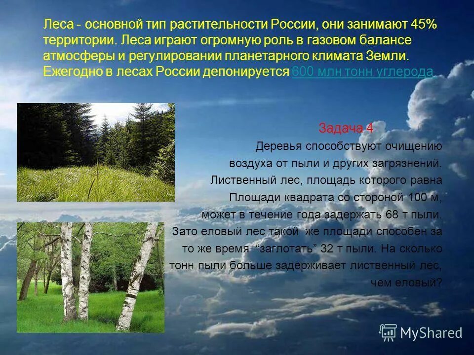 смешанные и широколиственные леса россии. секвойя парк бор. широколиственный лес. лес общий. виды лесов.
