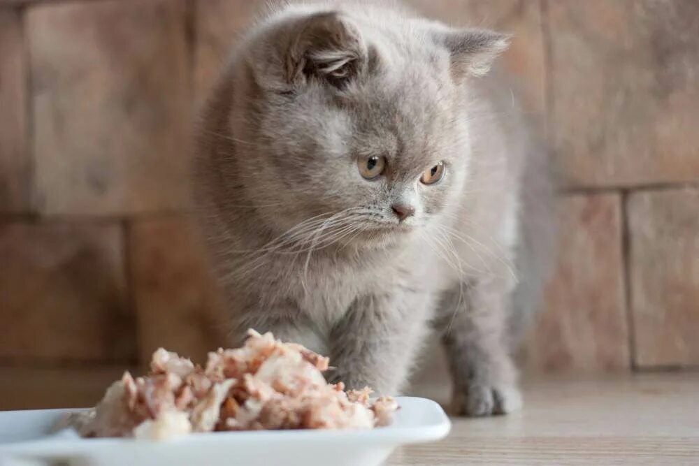Можно ли котам давать творог