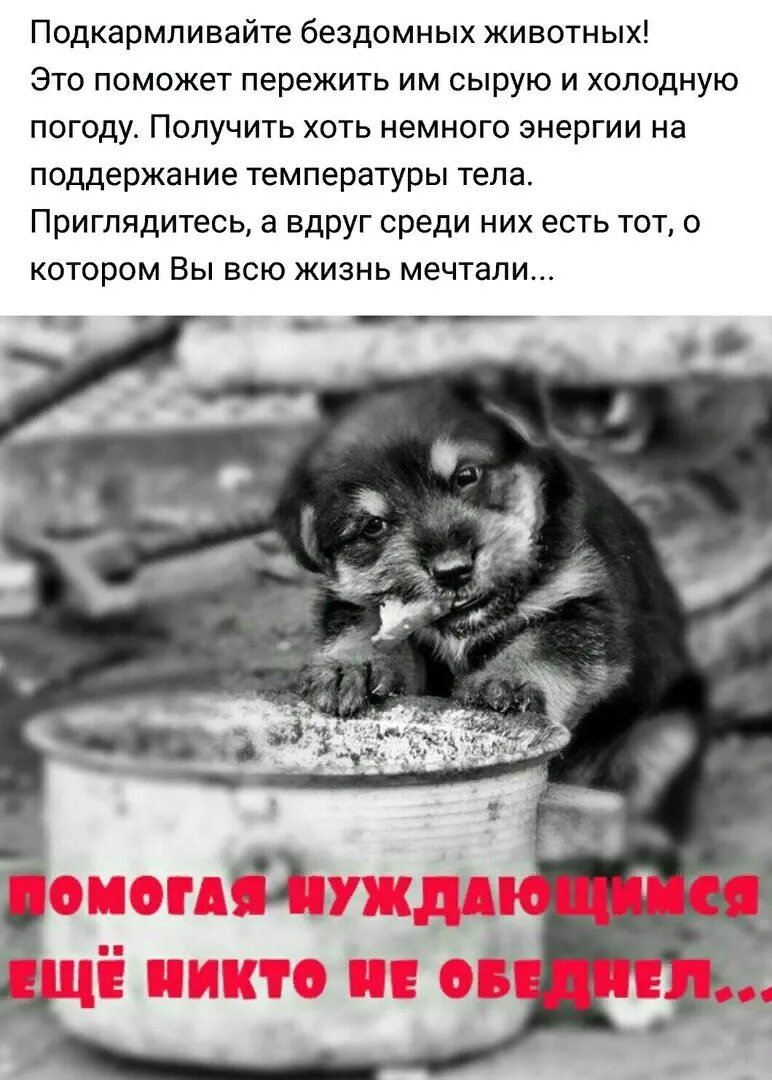 Накорми бездомных животных. Подкармливать бездомных животных. покормите бездомных животных. голодный щенок. не подкармливай бездомных животных.