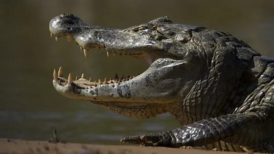 Картинки опасных животных Joe Bay is Open to Non-Motorized Boating Everglades National Park (U.S. Nation