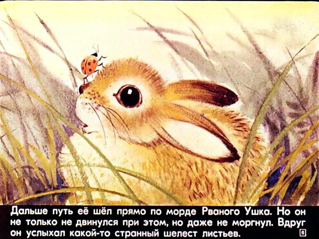 Сетон томпсон рваное ушко. Рваное ушко. томпсон рваное ушко. сказка рваное ушко. рваное ушко иллюстрация.