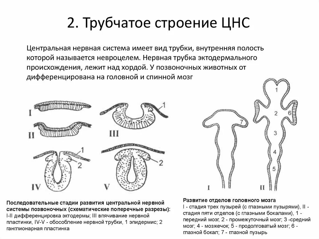 Развитие нервной системы и поведения. Трубчатая нервная система позвоночных. Онтогенез нервной системы позвоночных. Этапы развития нервной системы. Филогенез нервной системы. Филогенетическое развитие нервной системы позвоночных..