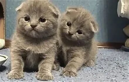 рыжик котик из likee. коты шадринска. коты шадринска. кот степа удивленный. коты шадринска.