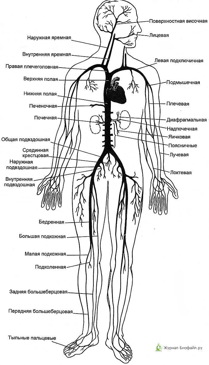 Самая большая вена у человека где находится. Венозная система человека схема. Артериальная и венозная система человека анатомия. Венозная система человека анатомия схема расположения. Вены туловища анатомия схема.